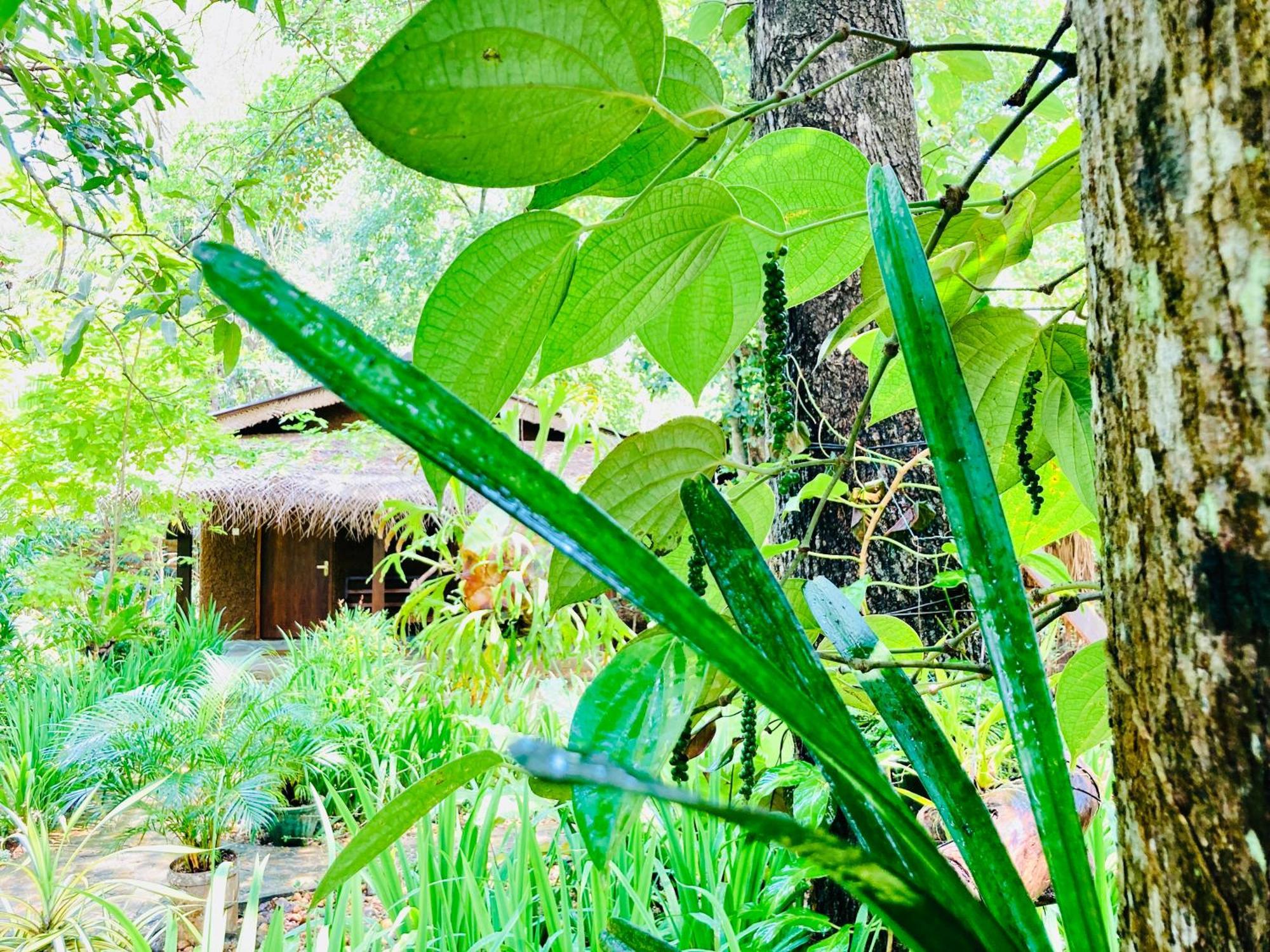 Green Paradise Cottage Udawalawa Udawalawe Luaran gambar